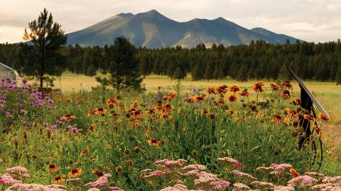 The Arboretum at Flagstaff