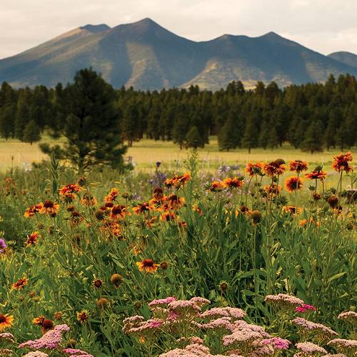 Wildlife of the Coconino National Forest - Owlcation