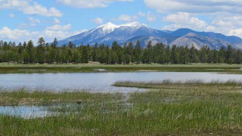 Arizona Game & Fish Department (Flagstaff Area Lakes)