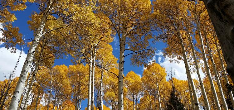 Flagstaff, AZ | Craft Brewery | Craft Beer