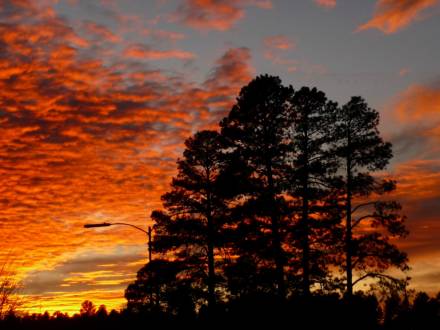 silhouetted tree against a dramatic orange and yellow sunset in Flagstaff