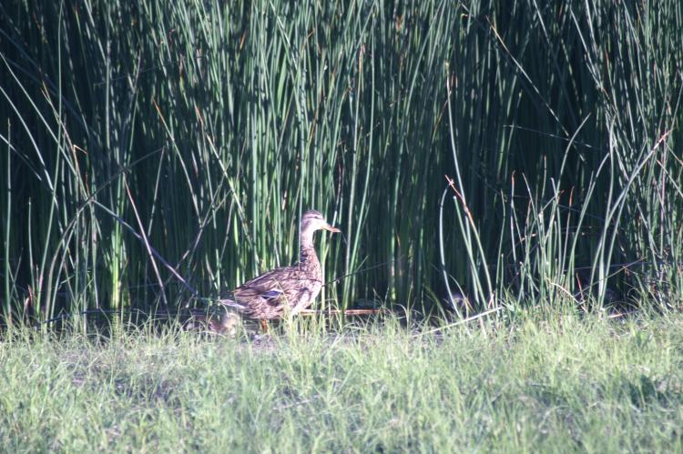 Flagstaff forest bathing duck