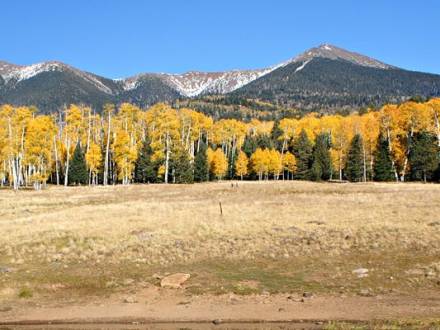 An open field surrounded by golden aspens with a mountain range in the background.