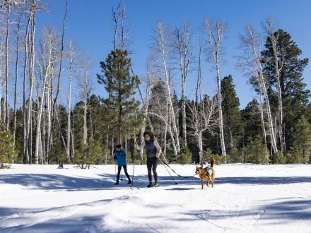 two people cross-country ski with their dog at Nordic Village