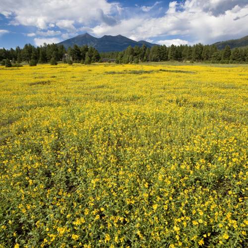 yellow flowers in mountain meadow