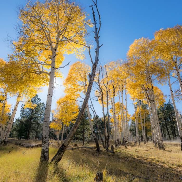 Golden aspen leaves in Flagstaff forest during the day