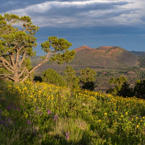 meadow with small mountain peak in background