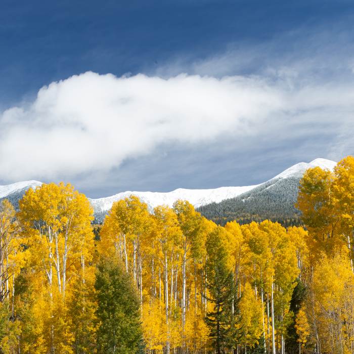 yellow fall leaves with snow peaks in background in Flagstaff