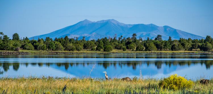 A bird standing by a body of water near the San Francisco Peaks during spring.