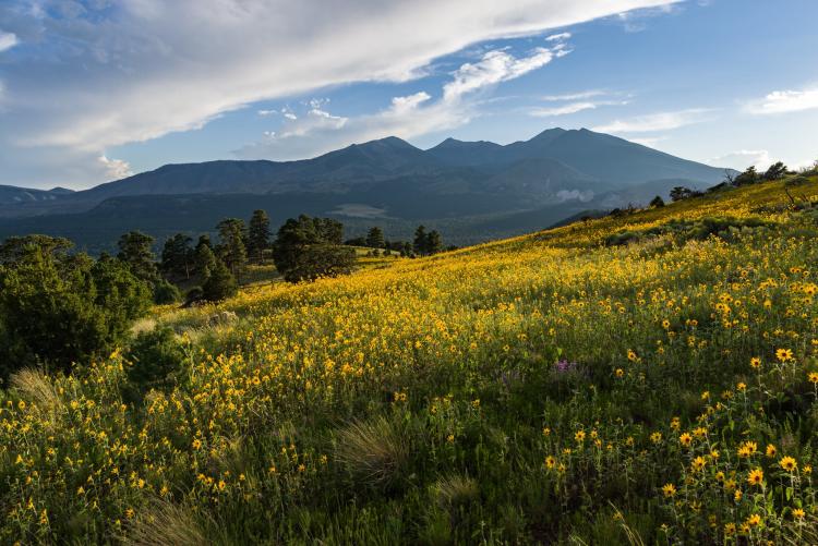 Flower field near Sunset Crater