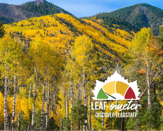 Top 7 Places for Fall Foliage - Discover Flagstaff