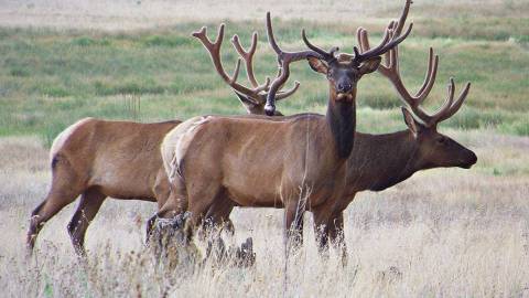 Elk in the wild