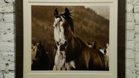 Shane Knight Gallery