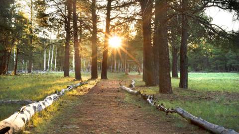 Arizona Nordic Village