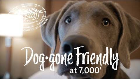 Dog•Gone Friendly at 7,000'