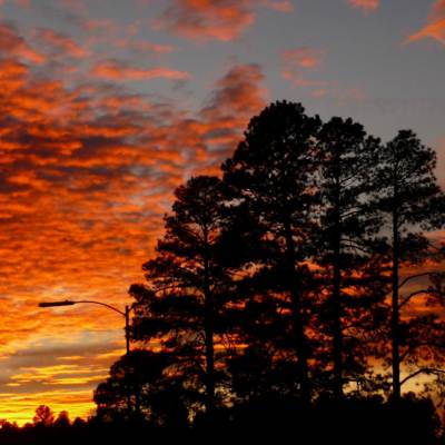 silhouetted tree against a dramatic orange and yellow sunset in Flagstaff