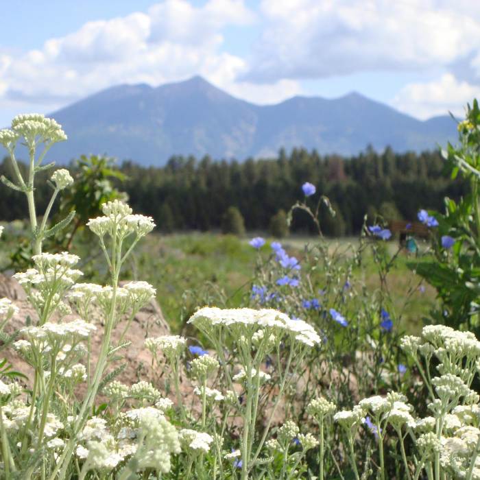 Wild flowers cover a field in the Arboretum at Flagstaff. Mountains are visible in the distance