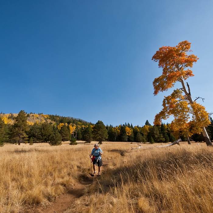 Flagstaff LEAFometer & Fall Colors