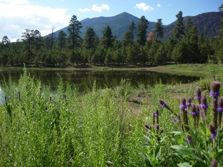 Flagstaff nature forest bathing