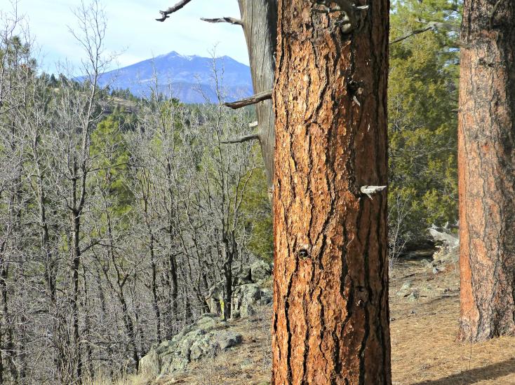 Flagstaff trees forest bathing
