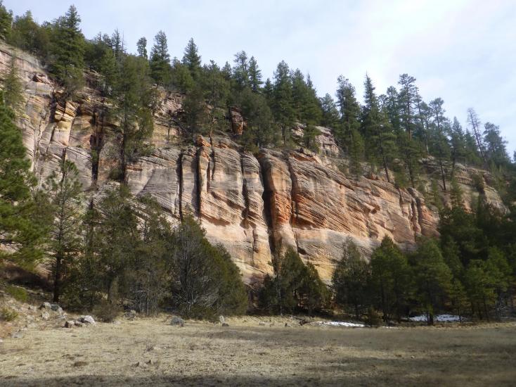 Flagstaff forest bathing nature