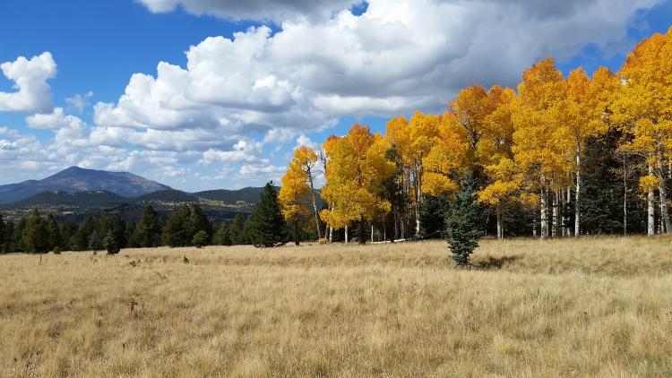 Flagstaff Snowbowl forest bathing