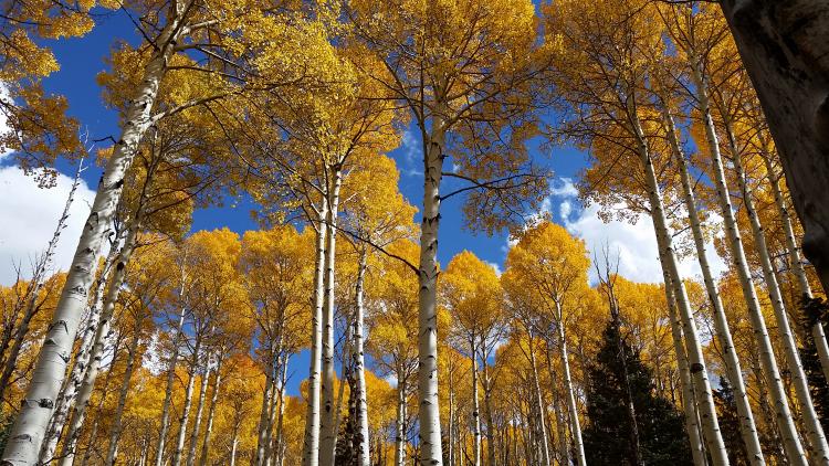 Flagstaff forest bathing trees