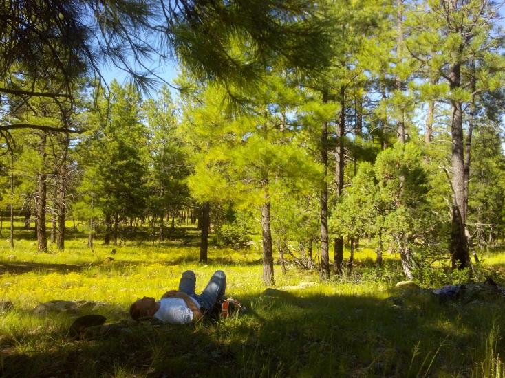 Flagstaff forest bathing trees