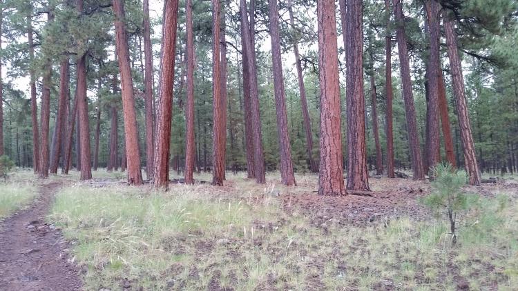 Flagstaff Ponderosa pine trees