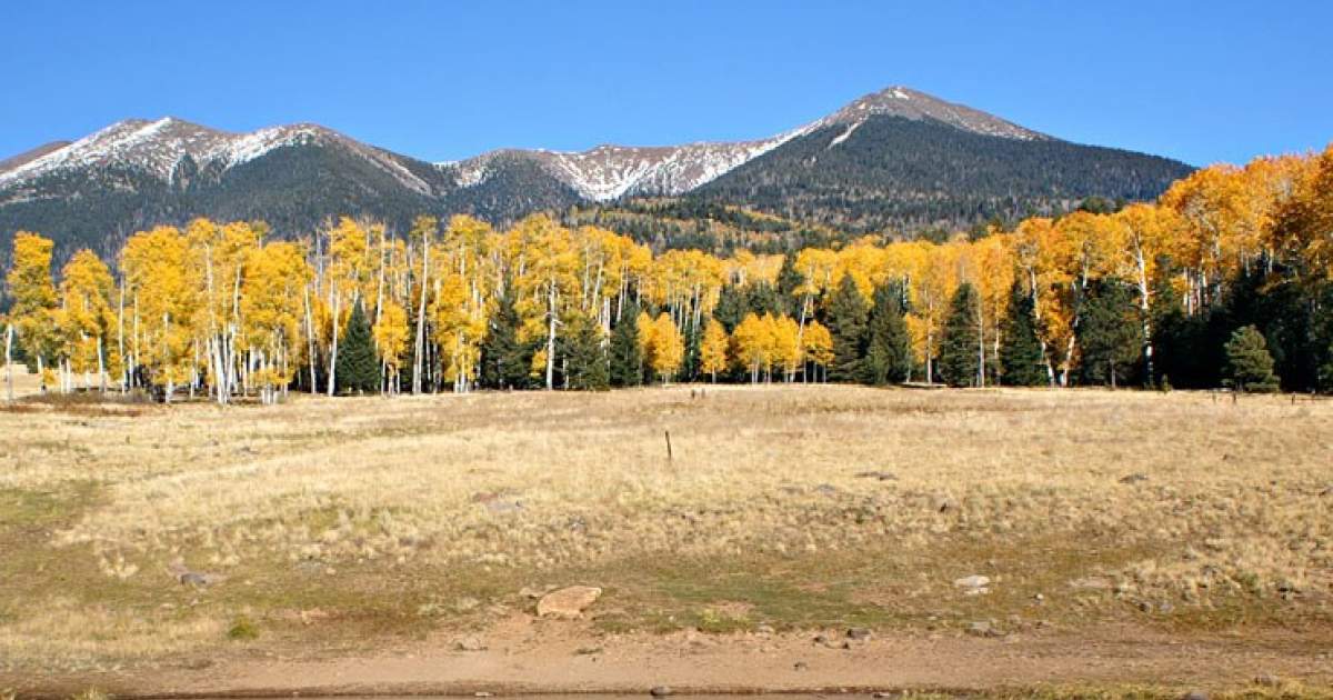 Leaf Peeping Flagstaff Style Discover Flagstaff