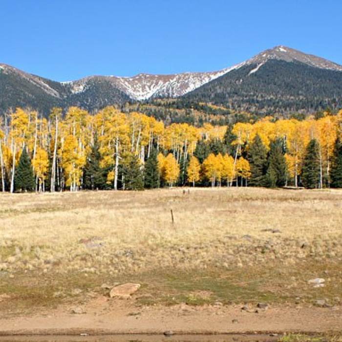 Flagstaff LEAFometer