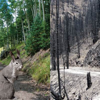 Before and after Flagstaff forest fire image