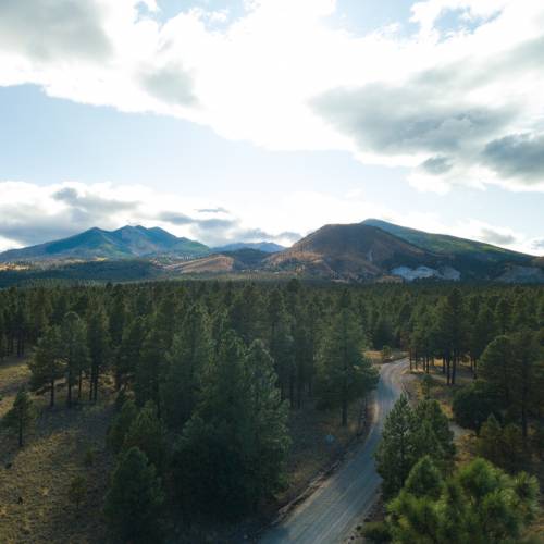 A forested road leading to the San Francisco Peaks.