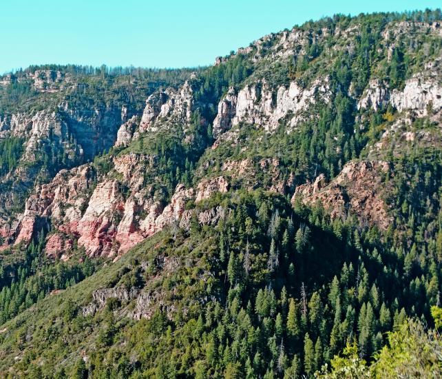 aerial view of Ponderosa pine forest on a sunny day at Coconino National Forest.