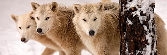 three white wolves