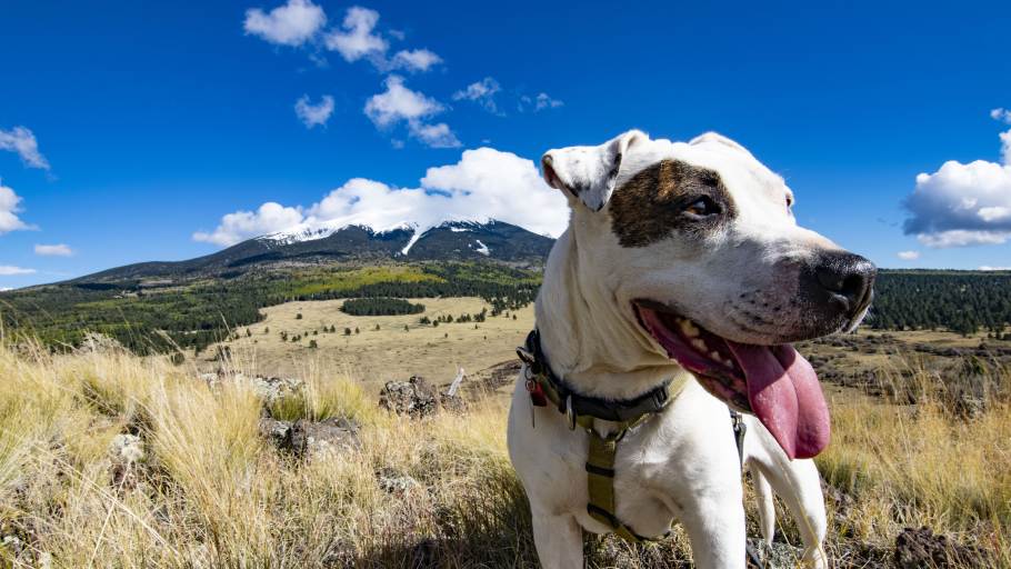 Dogfriendly Restaurants in Flagstaff Discover Flagstaff