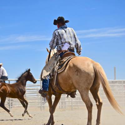 cowboy riding in horse pen