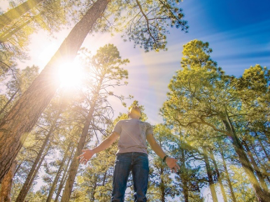 The bright summer sun shines down through tall pine trees and onto a hiker on a trail near Flagstaff, Arizona.