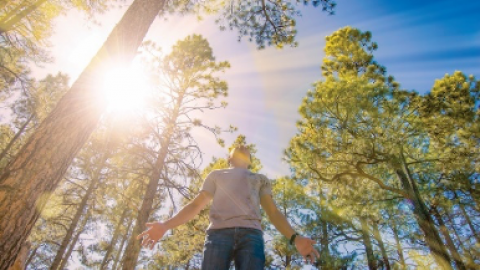 The bright summer sun shines down through tall pine trees and onto a hiker on a trail near Flagstaff, Arizona.