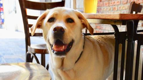 Pet-Friendly Patios