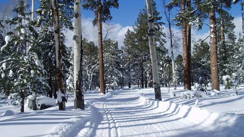 a snowy path through the trees at Arizona Nordic Village in Flagstaff Arizona