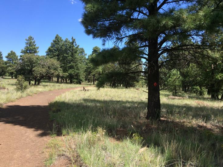 An orange blaze on a tall pine tree next points the way along the Picture Canyon Arizona Trail