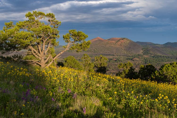 meadow with small mountain peak in background