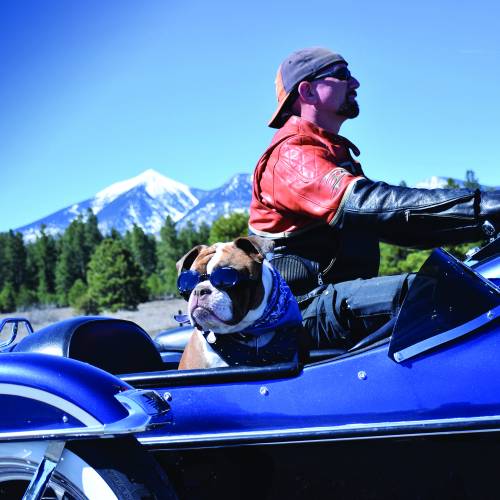 dog riding in motorcycle sidecar
