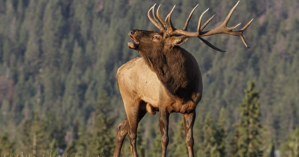 Wildlife of the Coconino National Forest - Owlcation