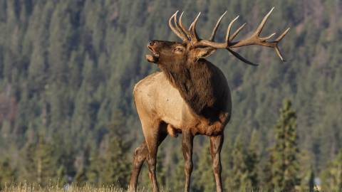 an elk with large antlers bugles while standing in a field surrounded by ponderosa pines 