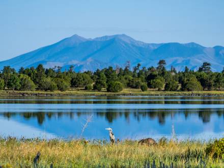 A bird standing by a body of water near the San Francisco Peaks during spring.
