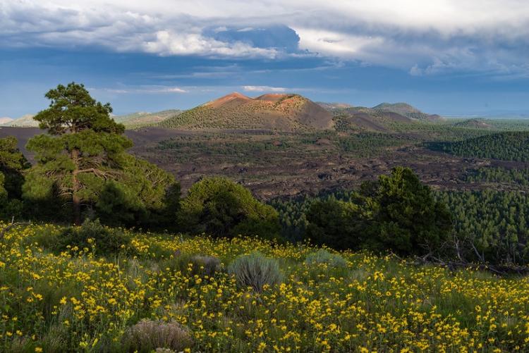 Wildflowers at Sunset Crater Volcano Area