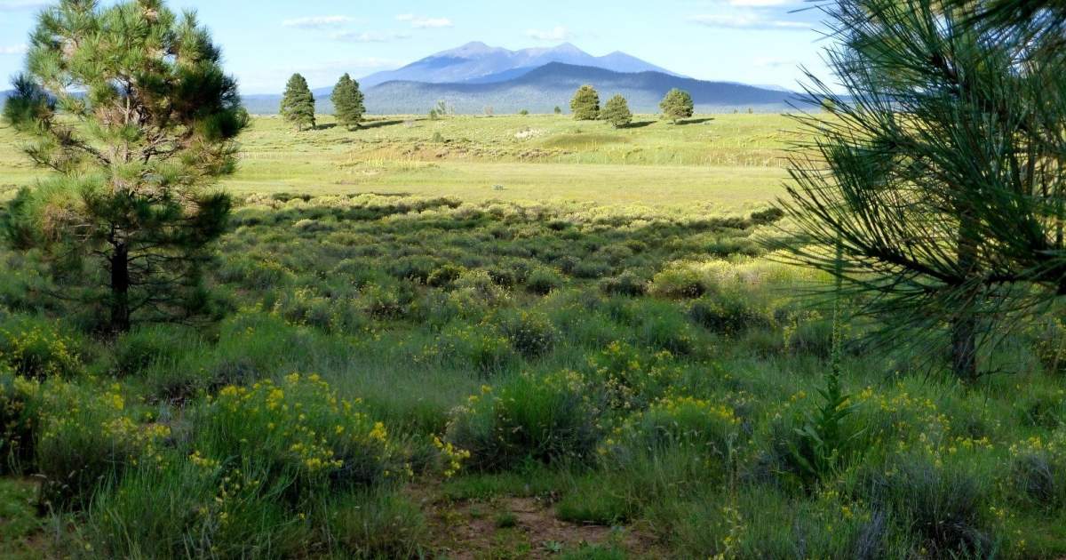 Arizona’s Summer Capital Discover Flagstaff