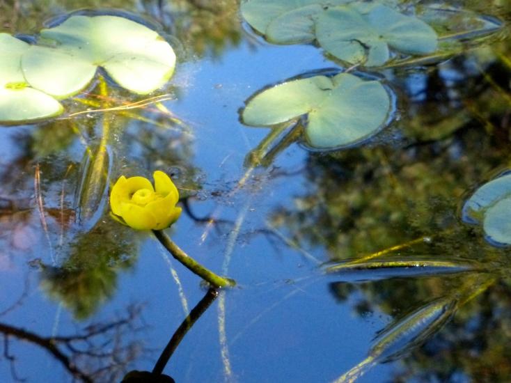 Sycamore Canyon | Discover Flagstaff AZ | Hiking | Outdoors